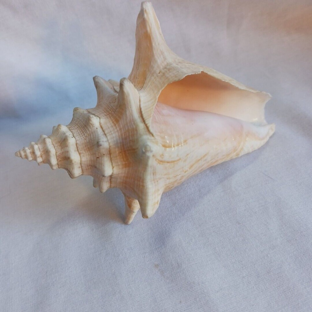 Conch Shell 6 Inch - Picture 7 of 10